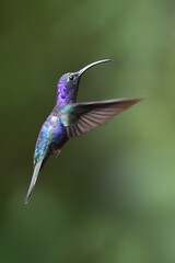 Obraz premium Fioletowy sabrewing leci w powietrzu