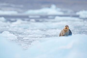 Cute seal in the Arctic snowy habitat. Bearded seal on blue and white ice in arctic Svalbard, with...