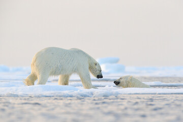 Naklejka na ściany i meble Polar bear swimming in water. Two bears playing on drifting ice with snow. White animals in the nature habitat, Alaska, Canada. Animals playing in snow, Arctic wildlife. Funny nature image.