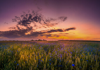 wheat field at sunset