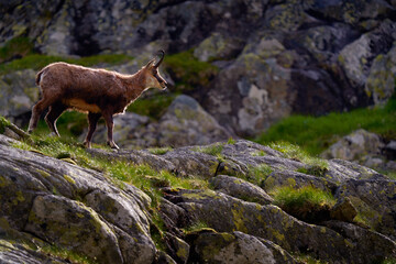 Chamois, Rupicapra rupicapra tatranica, on the rocky hill, stone in background, Vysoke Tatry NP, Slovakia. Wildlife scene with horn animal, endemic rare Chamois. Forest landscape with animal.