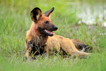 African wild dog, Lycaon pictus, sitting near the lake. Hunting painted dog with big ears, beautiful wild animal in nature habitat, Moremi,  Botswana, Africa.