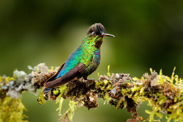 Glossy shiny tinny bird. Fiery-throated Hummingbird, Panterpe insignis, colourful bird sitting on branch. Mountain bright animal from Costa Rica. Red bright bird in the tropic forest.