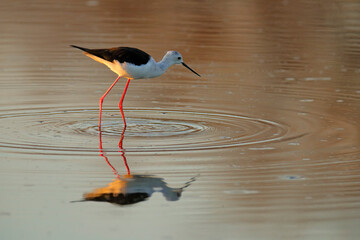Black-winged Stilt, Himanthopus himantophus, black and white bird with long red legs, in the nature habitat, water pond, India. Wildlife scene from nature, Okavango, Botswana.