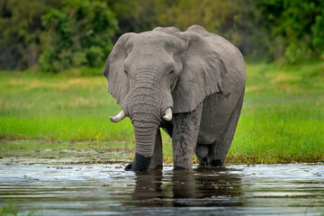 Elephant in the water. Wildlife scene from nature, elephant in the habitat, Moremi, Okavango delta,...