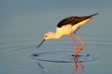 Black-winged Stilt, Himanthopus himantophus, black and white bird with long red legs, in the nature habitat, water pond, India. Wildlife scene from nature, Okavango, Botswana.