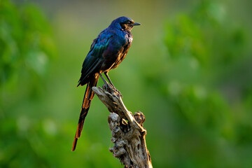 Meves's Long-tailed Starling, Lamprotornis mevesii, sitting on the stone in the nature habitat. Glossy Starling from the Botswana.