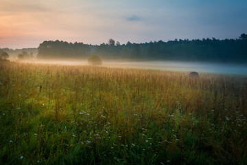 Fototapeta na wymiar morning mist in the meadow