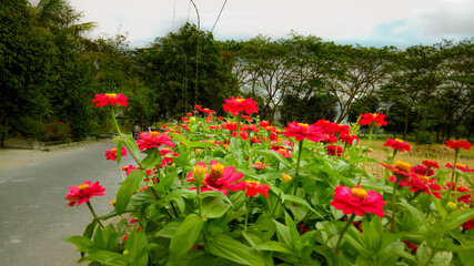Red flower