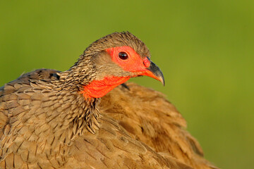 Swainson's spurfowl francolin, Pternistis swainsoni,  bird in the nature habitat, Etosha National Park, Botswana, Africa. Evening light with bird, detail close-up potrait