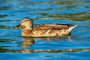 Mallard Anas platyrhynchos Costa Ballena Cadiz