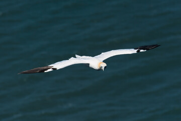 Flying gannet over the sea 
