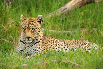 Leopard portrait Okavango delta, Botswana in Africa. Wild cat hidden portrait in the grass.