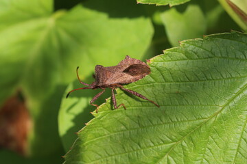 Lederwanze - Coreus marginatus