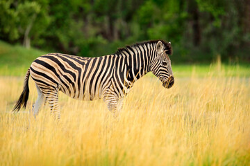 Fototapeta na wymiar Zebra with yellow golden grass. Burchell's zebra, Equus quagga burchellii, Nxai Pan National Park, Botswana, Africa. Wild animal on the green meadow. Wildlife nature on African safari.