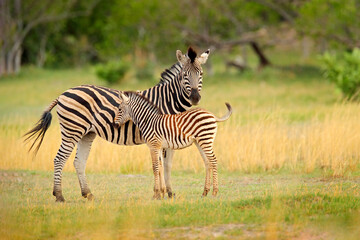 Fototapeta na wymiar Zebra with yellow golden grass. Burchell's zebra, Equus quagga burchellii, Nxai Pan National Park, Botswana, Africa. Wild animal on the green meadow. Wildlife nature on African safari.