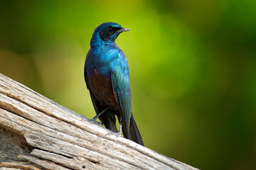 Glossy blue starling from the Botswana. Meves's Long-tailed Starling, Lamprotornis mevesii, sitting on the stone in the nature habitat.