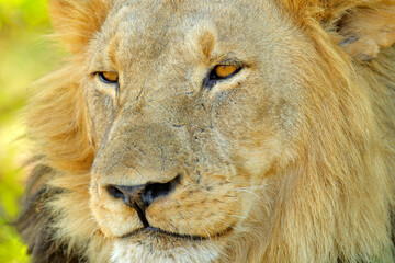 Lion with open muzzle with tooth. Portrait of pair of African lions, Panthera leo, detail of big animals, Okavango delta, Botswana, Africa. Cats in nature habitat. Lion in the forest habitat.