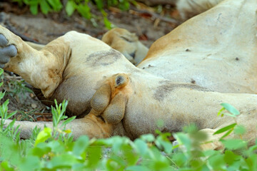 Lion testicle. Detail African lions, Panthera leo, detail of big animals, Okavango delta, Botswana,...