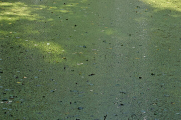 A fragment of the water surface of a forest lake with green algae