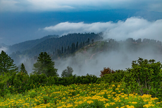 landscape with flowers cloudy day mountains and trees - siri paye medows