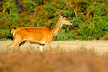 Red deer, rutting season, Hoge Veluwe, Netherlands. Deer stag, majestic powerful animal outside the wood, big animal in forest habitat. Wildlife scene, nature. Moorland, autumn animal behavior.