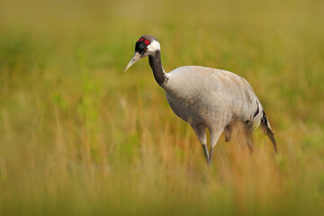 Common Crane, Grus grus, big bird in the nature habitat, France. Wildlife scene from Europe. Grey crane with long neck, in the green grass. Big bird in the habitat, Europe.