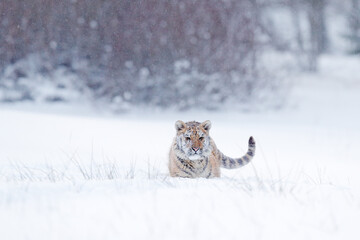 Tiger snow run in wild winter nature. Siberian tiger, Panthera tigris altaica. Action wildlife scene with dangerous animal. Cold winter in taiga, Russia. Snow flakes with wild Amur cat.