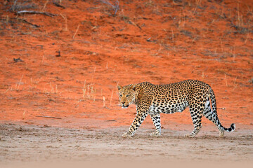 Leopard, Panthera pardus, walking in the red orange sand. Africa leopard in Kgalagadi desert in Botswana. Art wildlife nature, cat in wilderness. Wild spotted cat in the wild.
