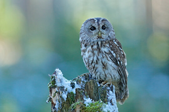 Flying owl in the snowy forest. Action scene with Eurasian Tawny Owl, Strix aluco, with nice snowy blurred forest in background.