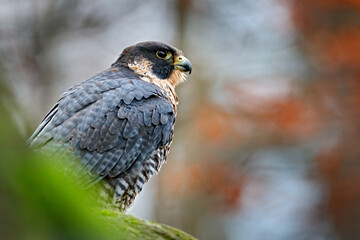 Peregrine Falcon sitting on the rock. Rare bird in nature habitat. Falcon in the Czech mountain Ceske Svycarsko National Park. Bird of prey sitting on rocky ledge.