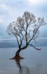 Lonely winter tree in lake Wanaka, New Zealand - 374451210