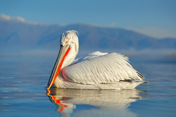Dalmatian pelican, Pelecanus crispus, landing in Lake Kerkini, Greece. Wildlife scene from European nature.