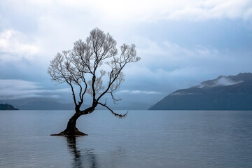 Lonely tree in lake Wanaka, New Zealand. - 374451229