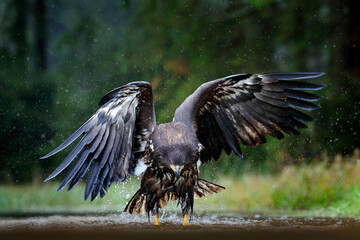 White-tailed Eagle, Haliaeetus albicilla, flying above the water, bird of prey with forest in background, animal in the nature habitat, wildlife, Norway. Eagle in water lake, drops splash - big wings.