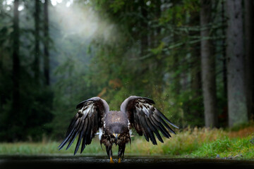 White-tailed Eagle, Haliaeetus albicilla, flying above the water, bird of prey with forest in background, animal in the nature habitat, wildlife, Norway. Eagle in water lake, drops splash - big wings.