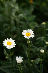 Chamomile flowers growth on green nature background