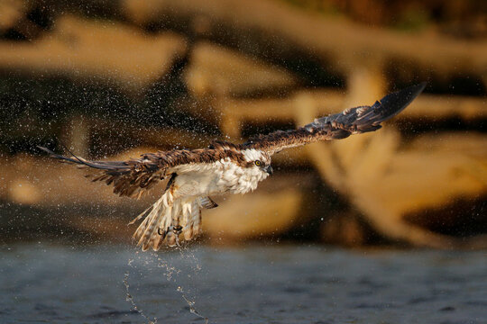 Flying Osprey With Fish. Action Scene With Bird, Nature Water Habitat. Osprey Hunting In The Water. White Bird Of Prey Fighting With Fish.