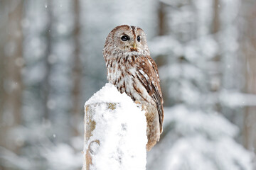 Winter forest with Tawny Owl snow during winter, snowy forest in background, nature habitat. Wildlife scene from cold winter.