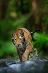 Fototapeta na wymiar Tiger running in the water, Siberia. Dangerous animal, tajga, Russia. Animal in green forest stream. Siberian tiger splashing water. Big paw in the water.