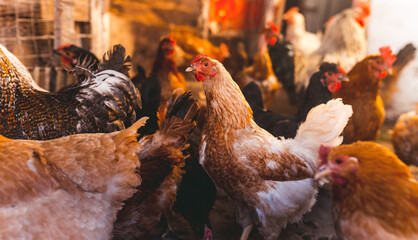Breeding chickens in a small chicken coop.