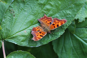 Fototapeta na wymiar Schmetterling - C-Falter - Polygonia calbum