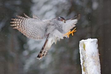 Goshawk flight, Germany. Northern Goshawk landing on spruce tree during winter with snow. Wildlife...