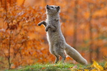 Arctic polar fox running in orange autumn leaves. Beautiful animal in the nature habitat. Wildlife scene from the wild nature with Vulpes lagopus.