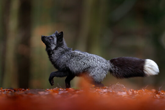 Black silver fox, rare form. Dark red fox playing in autumn forest. Wildlife scene from wild nature. Funny image from Russia. Cute mammal with black and white tail.