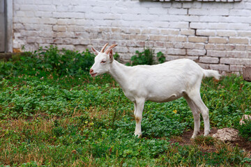 Portrait of goat