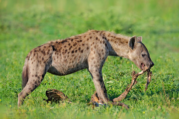 Hyena with bone. Spotted hyena, Crocuta crocuta, angry animal in green grass, beautiful evening sunset. Animal behaviour from nature, wildlife in Okavango, Botswana, Africa. Hyena in savannah habitat.