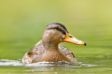 Female of water bird Mallard, Anas platyrhynchos, with reflection in the water. Animal in the river habitat.
