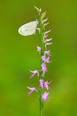 Neottianthe Cucullata, Hoodshaped Orchid, pink flower in nature forest habitat. Flowering European terrestrial wild orchid in nature habitat with clear background, Poland