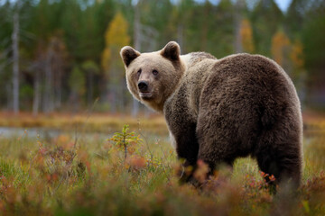 Obraz premium Bear - close up encounter in the nature. Brown bear in yellow forest. Autumn trees with animal. Beautiful brown bear walking around lake, fall colours. Wildlife scene from nature, Russia.